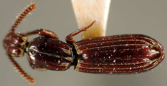 Image of Clinidium