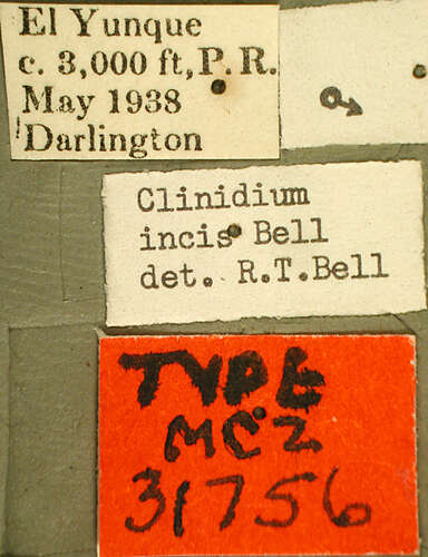 Image of Clinidium (Clinidium) incis R. T. Bell 1970