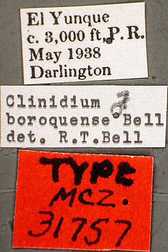 Image of Clinidium (Clinidium) boroquense R. T. Bell 1970