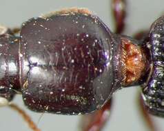 Image of Clivina (Clivina) addita Darlington 1934