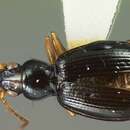 Plancia ëd Bembidion turquinum Darlington 1937