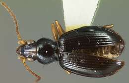 Plancia ëd Bembidion turquinum Darlington 1937