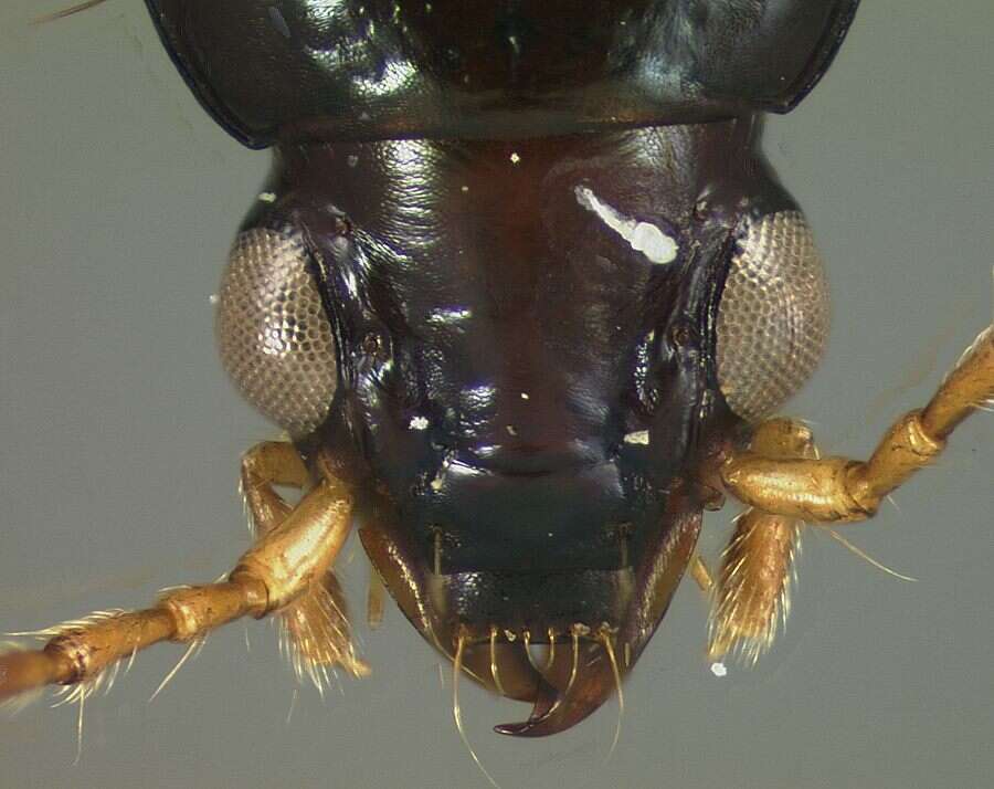 Plancia ëd Bembidion turquinum Darlington 1937