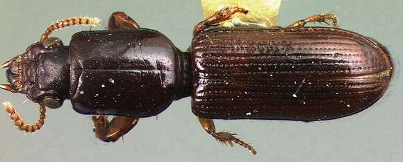 Image of Clivina (Clivina) brevicornis Darlington 1962