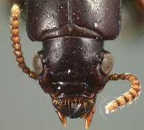 Image of Clivina (Clivina) brevicornis Darlington 1962