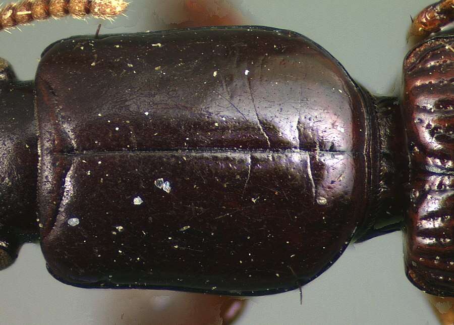 Image of Clivina (Clivina) brevicornis Darlington 1962