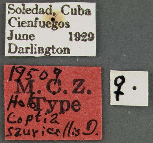 Image of Coptia sauricollis Darlington 1934