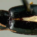 Image of Selenophorus (Selenophorus) parvus Darlington 1934