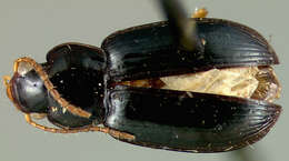 Слика од Selenophorus (Selenophorus) parvus Darlington 1934