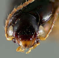 صورة Selenophorus (Selenophorus) parvus Darlington 1934