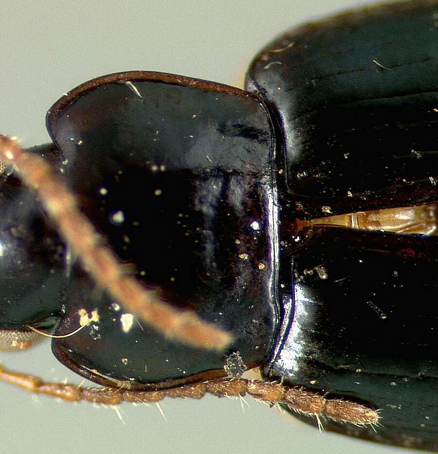 Слика од Selenophorus (Selenophorus) parvus Darlington 1934