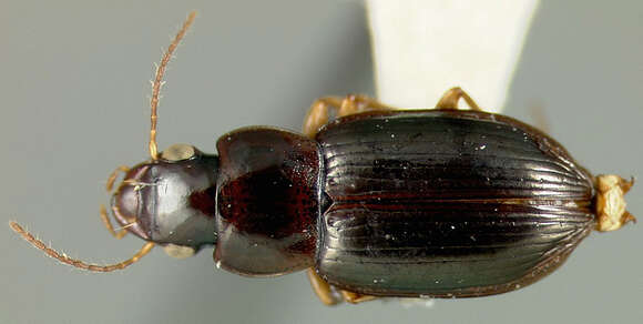 Image of Selenophorus (Selenophorus) mundus Putzeys 1878