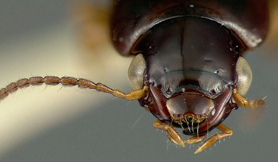 Image of Selenophorus (Selenophorus) mundus Putzeys 1878