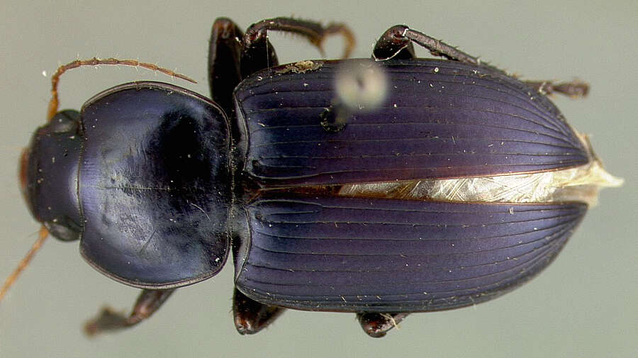 Image of Discoderus cyaneopacus (Darlington 1934)