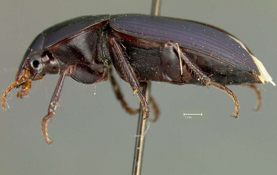 Image of Discoderus cyaneopacus (Darlington 1934)
