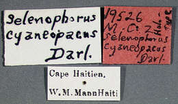 Слика од Discoderus cyaneopacus (Darlington 1934)