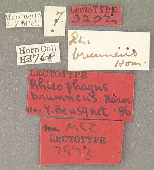 Image of Rhizophagus (Anomophagus) brunneus Horn 1879