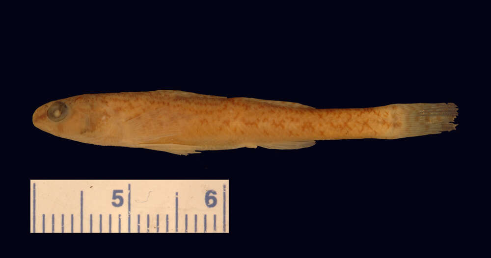 Image de Etheostoma