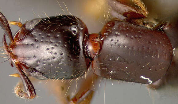 Image de Xantholinus jamaicensis Blackwelder 1943