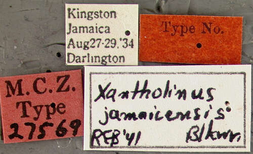 Image de Xantholinus jamaicensis Blackwelder 1943