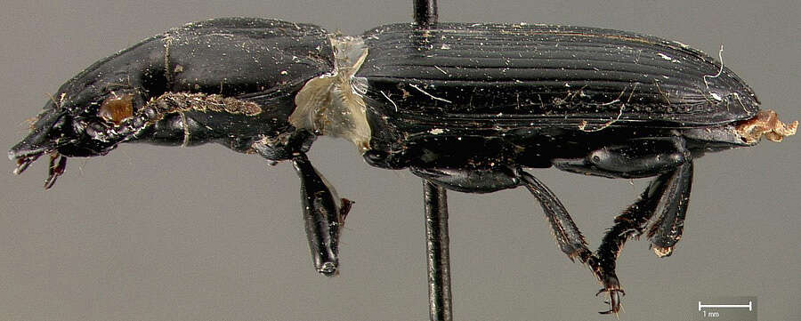 Image of Morion aridus Allen 1969