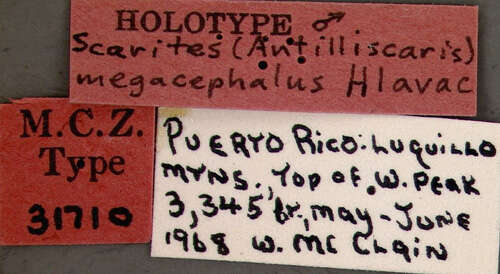 Image of Antilliscaris megacephalus (Hlavac 1969)