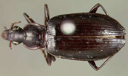 Image of Dyscolus (Dyscolidion) fratellus (Chaudoir 1879)