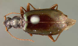 Image of Dyscolus (Dyscolus) quadrilaterus (Bates 1882)