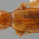 Plancia ëd Bembidion (Lymnaeum) nigropiceum (Marsham 1802)