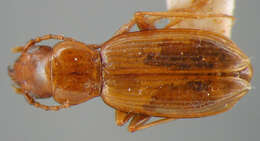 Plancia ëd Bembidion (Lymnaeum) nigropiceum (Marsham 1802)