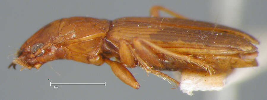 Plancia ëd Bembidion (Lymnaeum) nigropiceum (Marsham 1802)