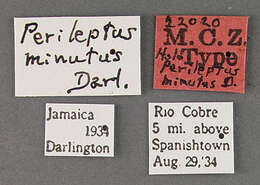 Image of Perileptus (Perileptus) minutus Darlington 1936
