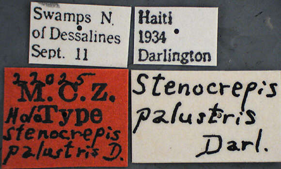 Image of Stenocrepis (Stenous) palustris Darlington 1935