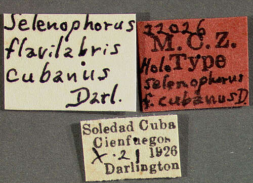 Image of Selenophorus (Selenophorus) flavilabris cubanus Darlington 1936