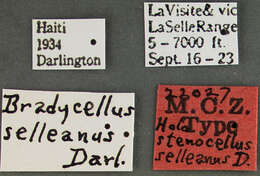 Bradycellus (Bradycellus) selleanus Darlington 1936 resmi