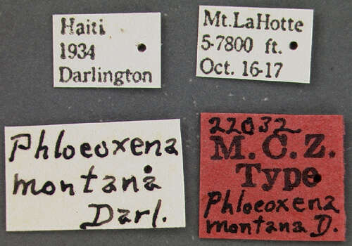 Image of Phloeoxena (Phloeoxena) montana Darlington 1936