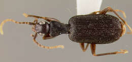 Image of Pseudaptinus (Thalpius) marginicollis fumipes Darlington 1936