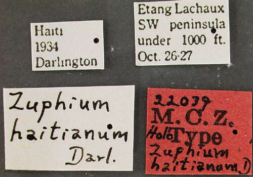 Plancia ëd Zuphioides haitianum (Darlington 1936)