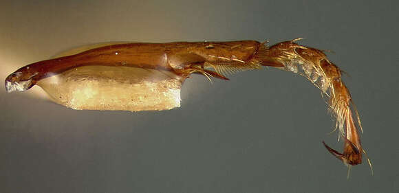 Image of Platynus fratrorum (Darlington 1937)