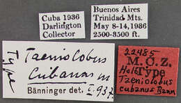 Image of Scarites (Taeniolobus) cubanus (Bänninger 1937)