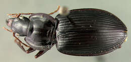 Image of Platynus cychrinus (Darlington 1936)