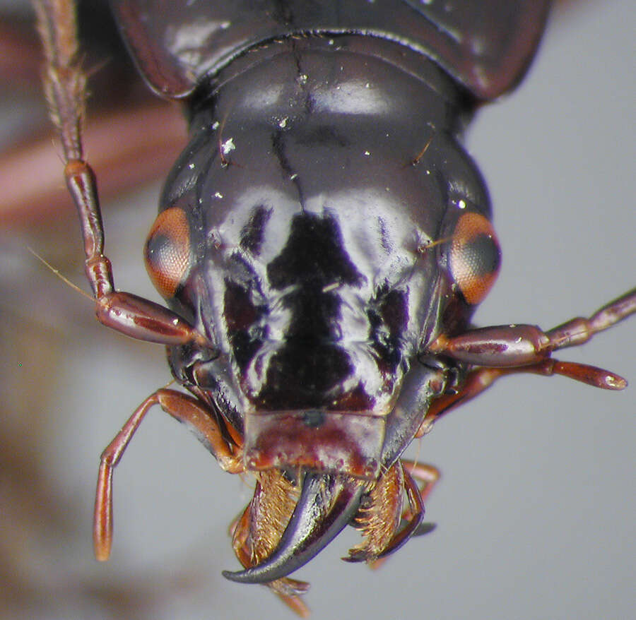 Image de Platynus constricticeps (Darlington 1936)