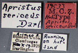 Image of Apristus sericeus Darlington 1934