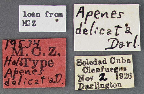 Image of Apenes (Apenes) delicata Darlington 1934