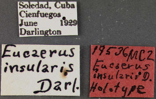 Image of Eucaerus insularis Darlington 1934
