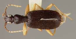 Image of Pseudaptinus (Thalpius) marginicollis marginicollis Darlington 1934