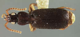 Image of Pseudaptinus (Thalpius) deceptor Darlington 1934