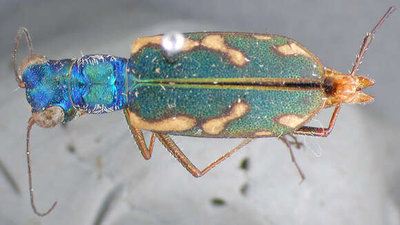 Image of Cicindela (Cicindelidia) viridiflavescens W. Horn 1923