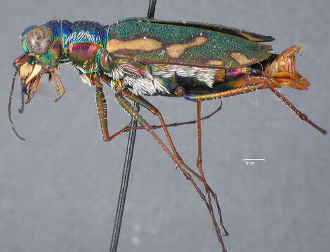 Image of Cicindela (Cicindelidia) viridiflavescens W. Horn 1923