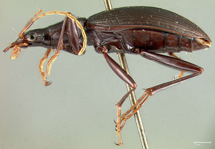 Image of Platynus subovalis (Darlington 1936)